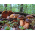 Мицелий Дубовика крапчатого (Boletus erythropus)